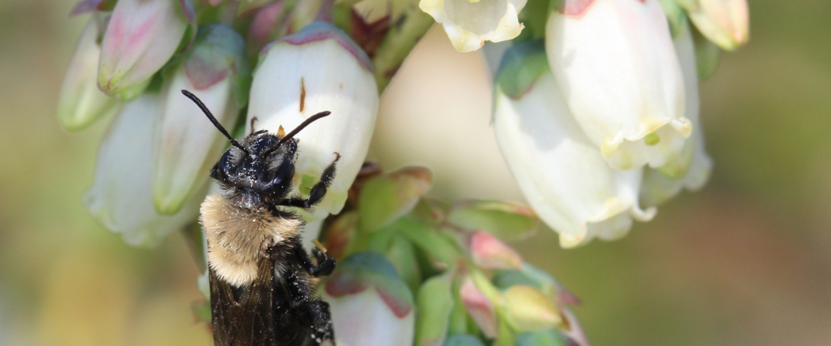 15 years of bee sampling reveals the effects of extreme weather