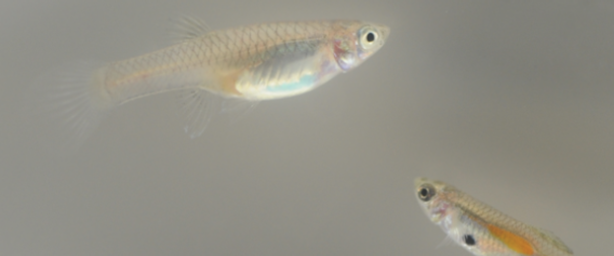 Fitzpatrick and Borges craft a tale of growing up guppy in Ecology Letters