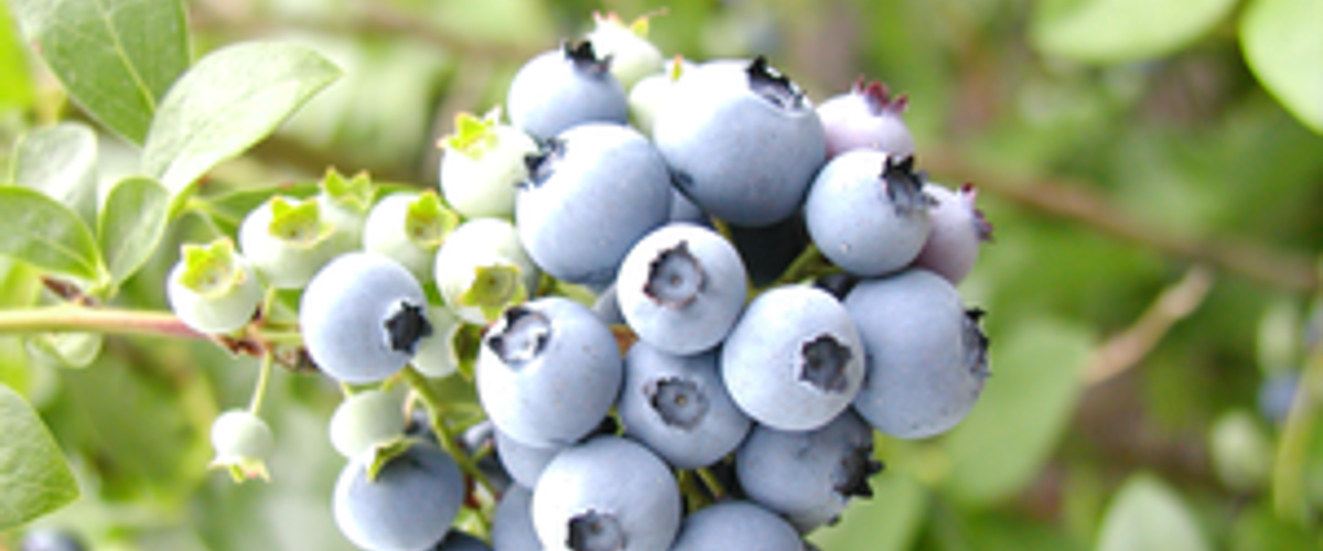 USDA grant to support blueberry pest management strategies