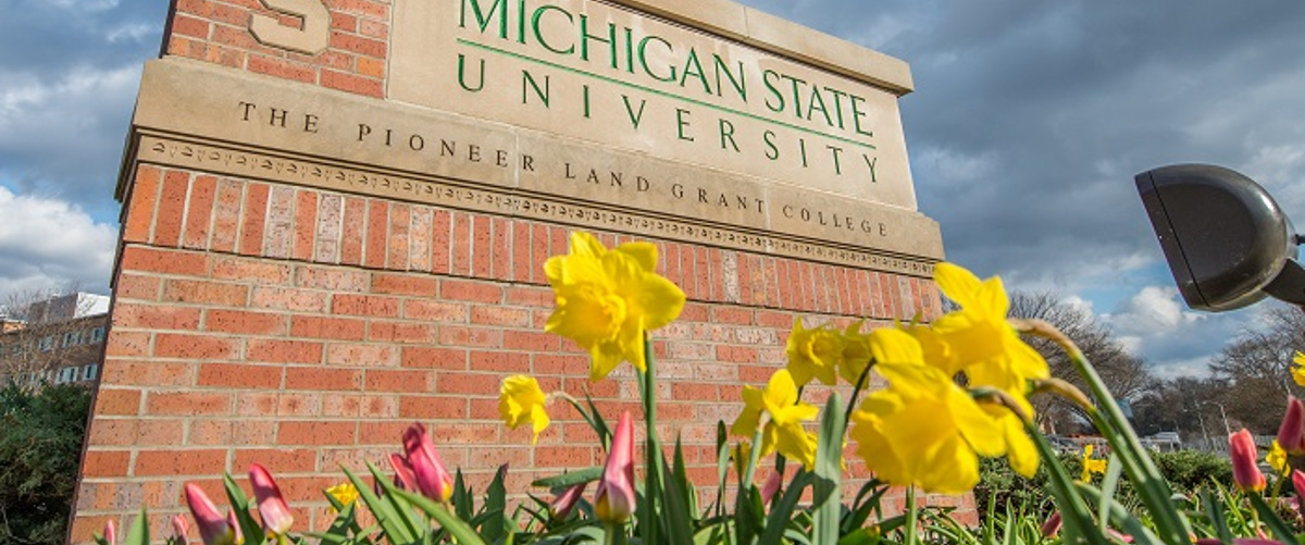 Michigan State brick entrance sign with daffodils in front