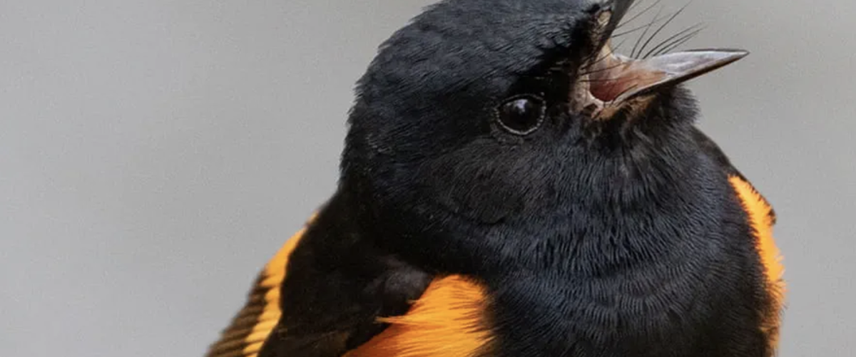 Data-driven bird conservation project takes wing