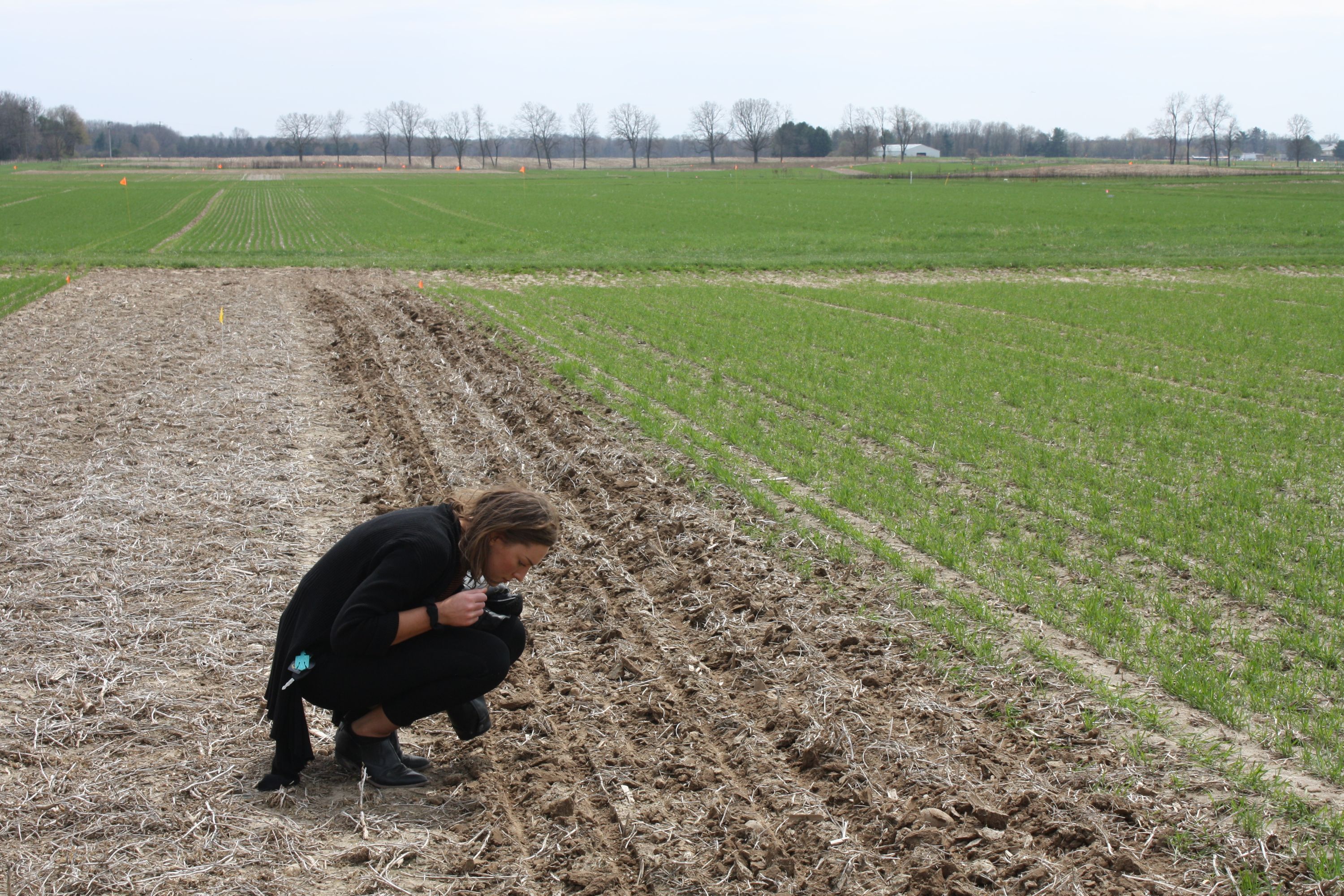 Woman crouches to examine crop field