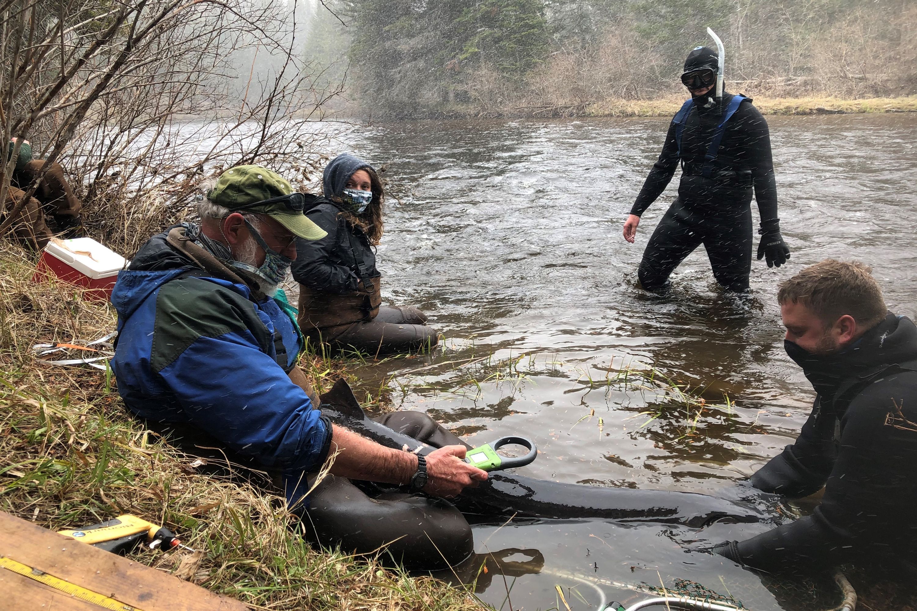 Social distance data collection with masked group and sturgeon in river